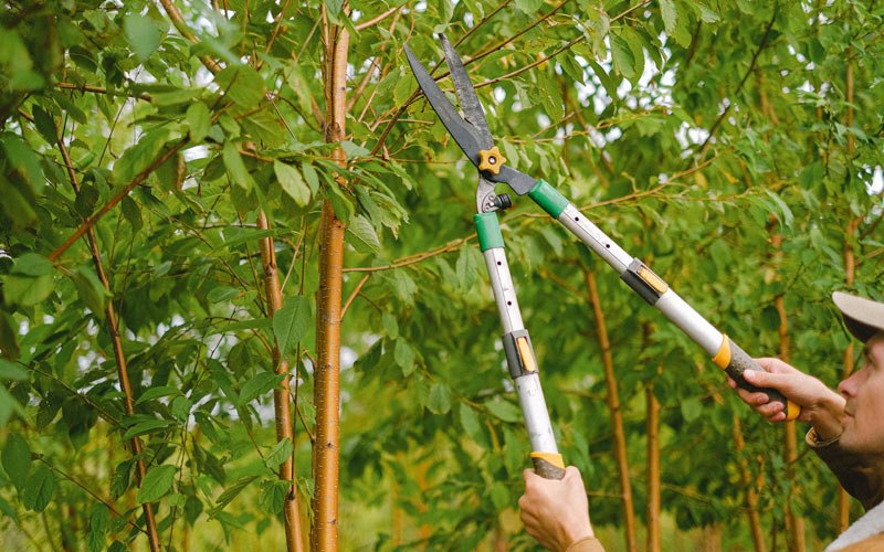 Tree trimming in Hoffmeister, NY