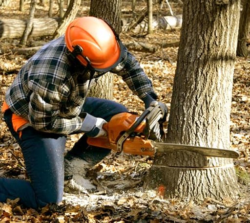 Tree Removal in Hoffmeister, NY
